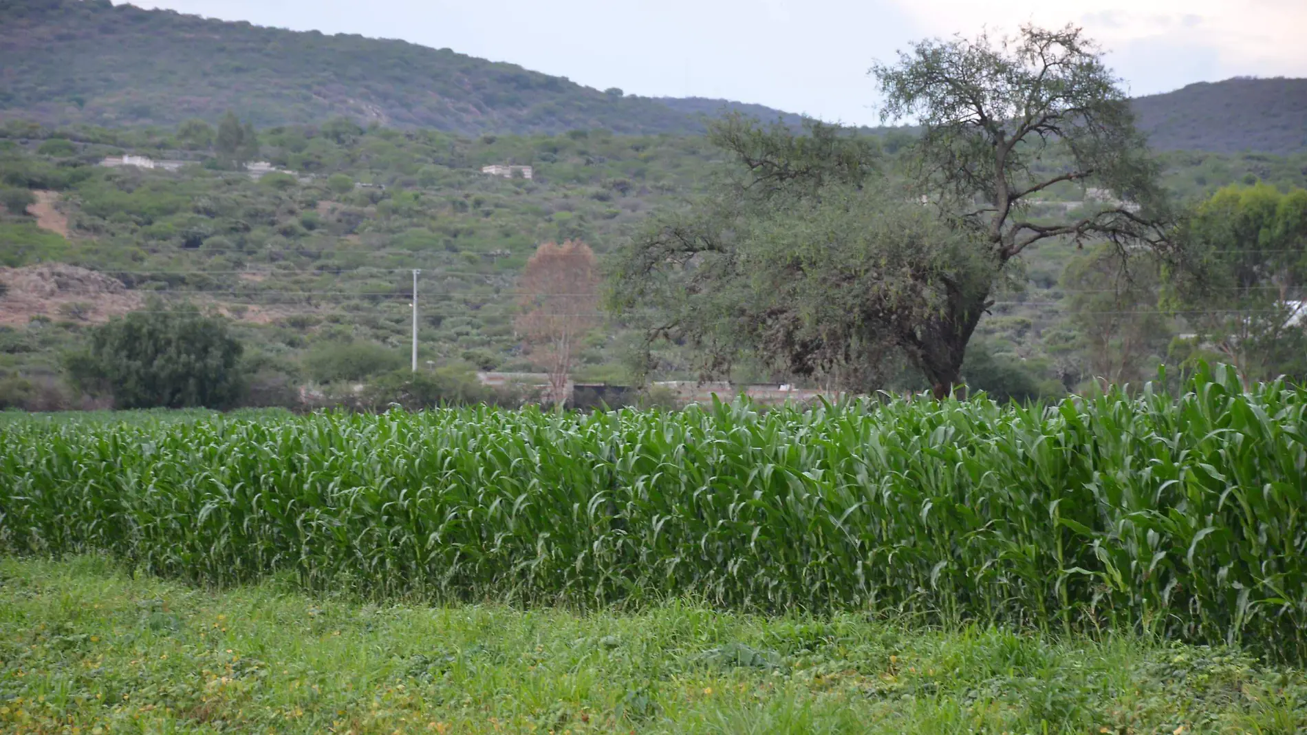 Esperan generar más apoyos para el campo. Foto Dolores MartínezEl Sol de San Juan del Río.